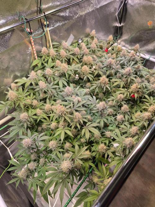 Slushberry Mintz - Outdoor vs Indoor. Week 19