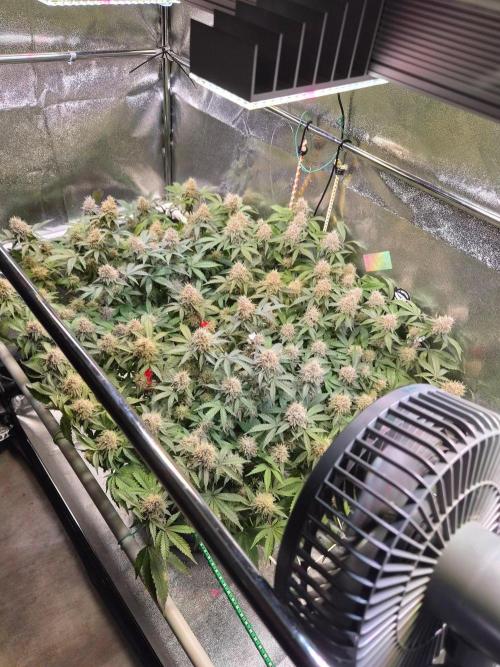 Slushberry Mintz - Outdoor vs Indoor. Week 19