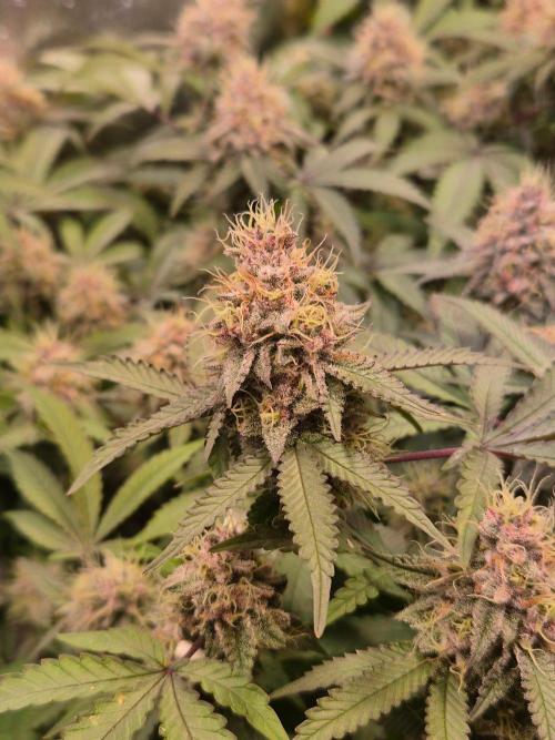 Slushberry Mintz - Outdoor vs Indoor. Week 19