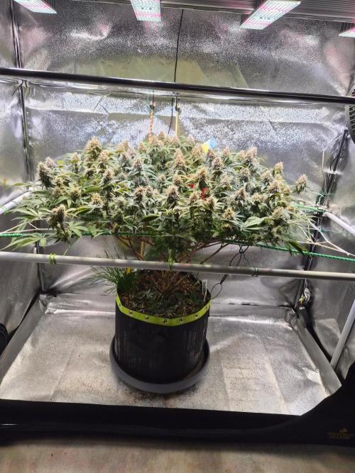 Slushberry Mintz - Outdoor vs Indoor. Week 19