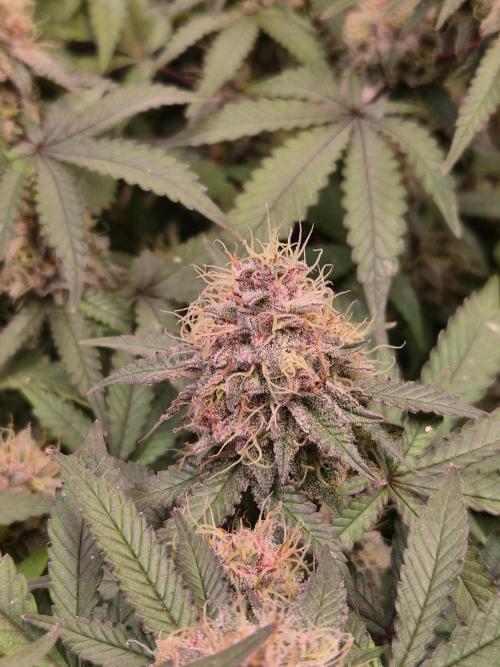 Slushberry Mintz - Outdoor vs Indoor. Week 19