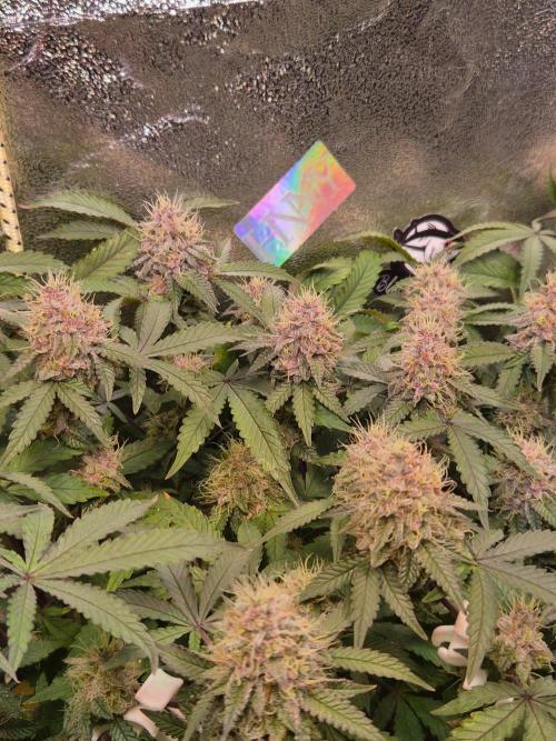 Slushberry Mintz - Outdoor vs Indoor. Week 19