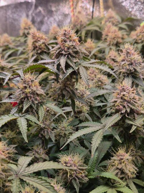 Slushberry Mintz - Outdoor vs Indoor. Week 19