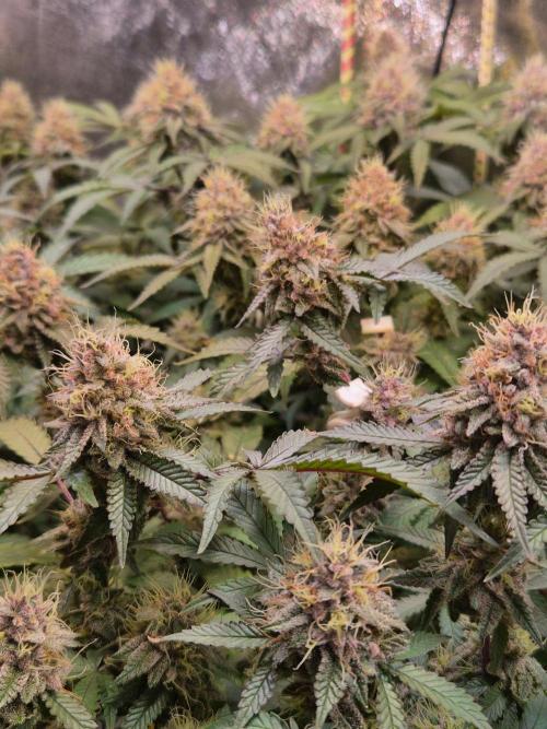 Slushberry Mintz - Outdoor vs Indoor. Week 19