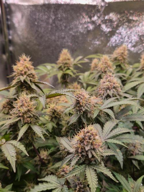 Slushberry Mintz - Outdoor vs Indoor. Week 19