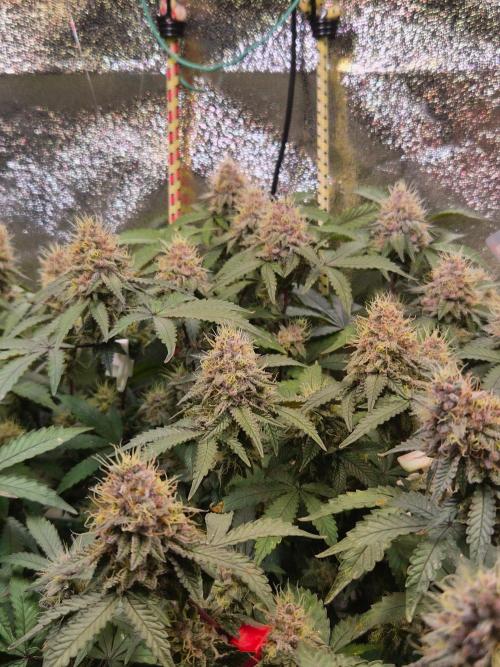 Slushberry Mintz - Outdoor vs Indoor. Week 19