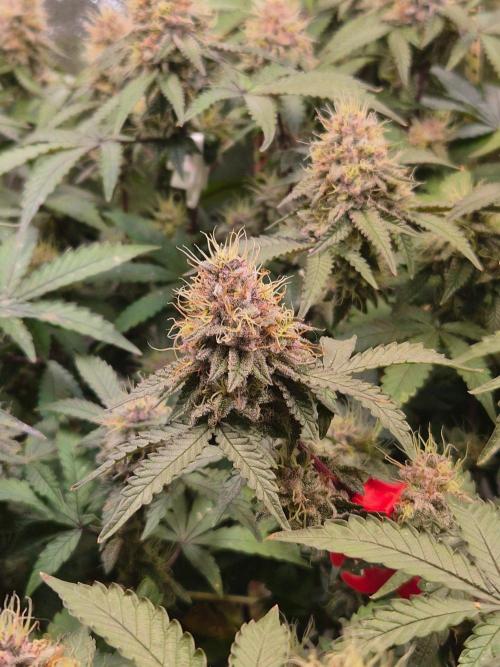 Slushberry Mintz - Outdoor vs Indoor. Week 19