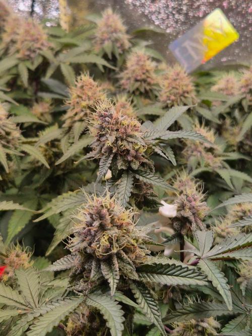Slushberry Mintz - Outdoor vs Indoor. Week 19
