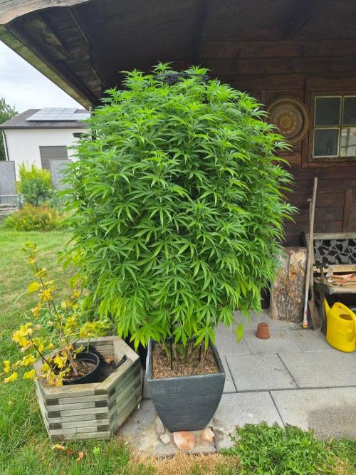 Slushberry Mintz - Outdoor vs Indoor. Week 19