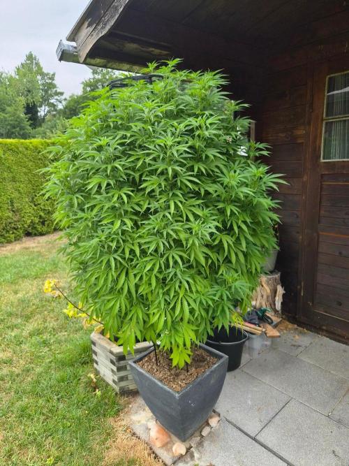 Slushberry Mintz - Outdoor vs Indoor. Week 19