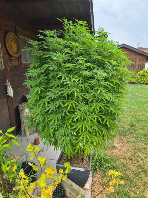 Slushberry Mintz - Outdoor vs Indoor. Week 19