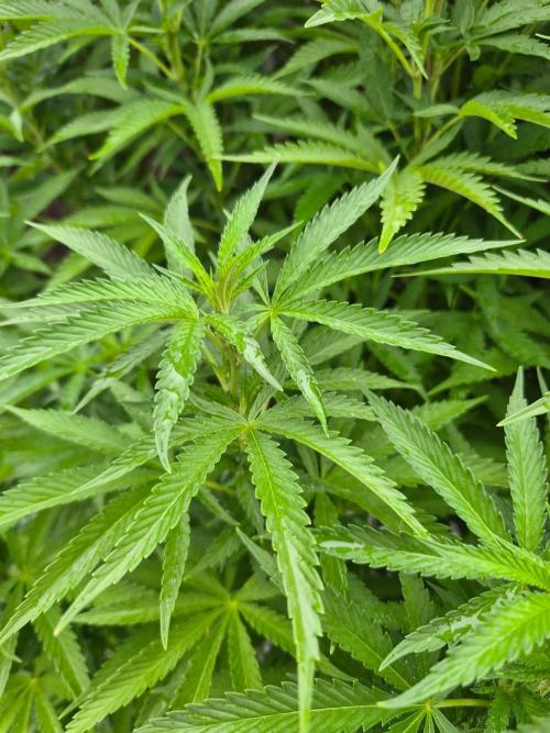Slushberry Mintz - Outdoor vs Indoor. Week 19
