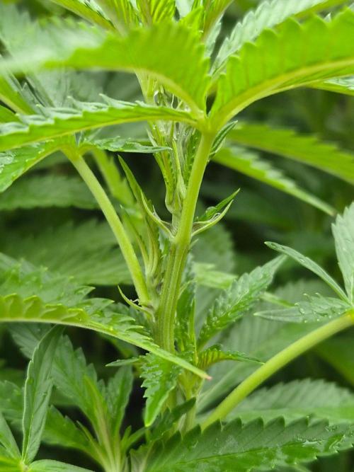 Slushberry Mintz - Outdoor vs Indoor. Week 19