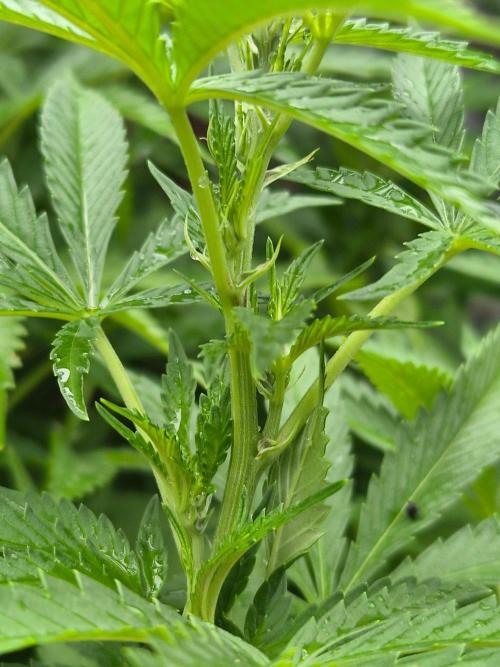 Slushberry Mintz - Outdoor vs Indoor. Week 19
