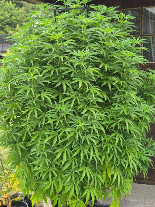 Slushberry Mintz - Outdoor vs Indoor. Week 19