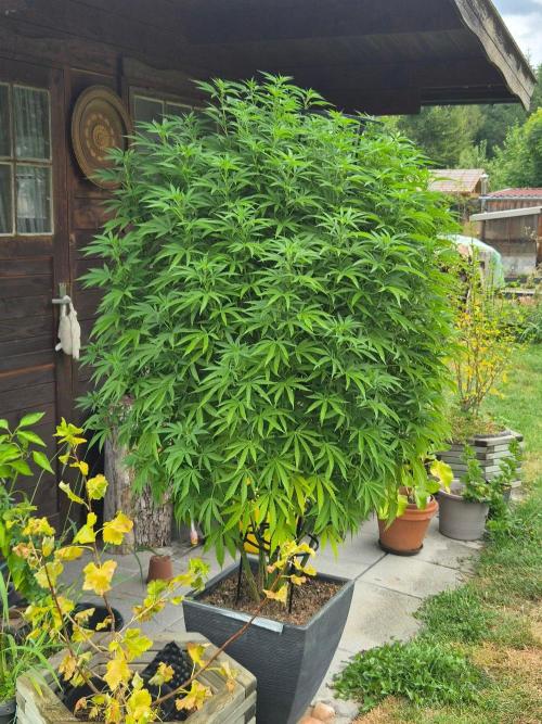 Slushberry Mintz - Outdoor vs Indoor. Week 19