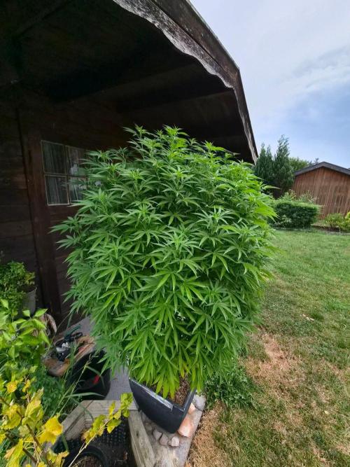 Slushberry Mintz - Outdoor vs Indoor. Week 19