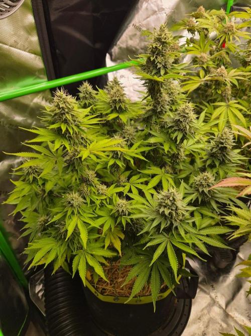 Geist Grow – Geist Grow OG S1. Week 14
