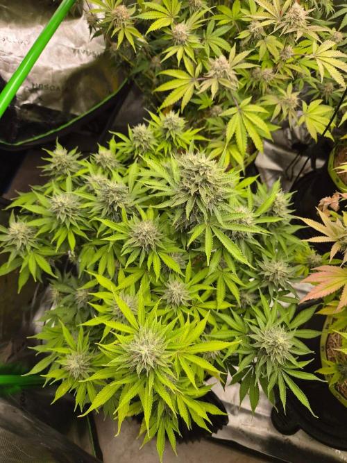 Geist Grow – Geist Grow OG S1. Week 14
