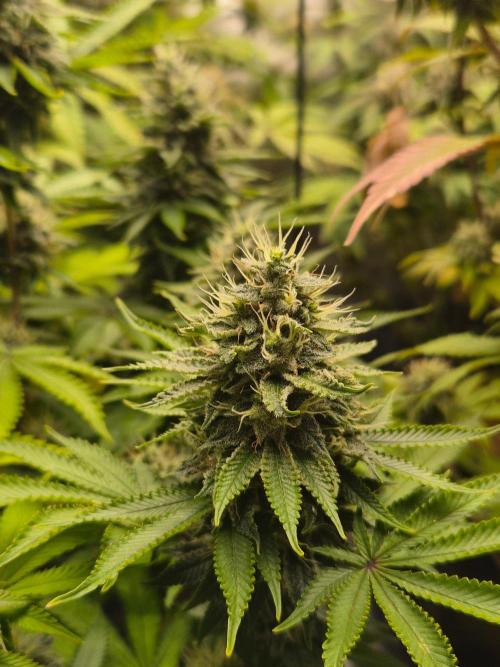 Geist Grow – Geist Grow OG S1. Week 14