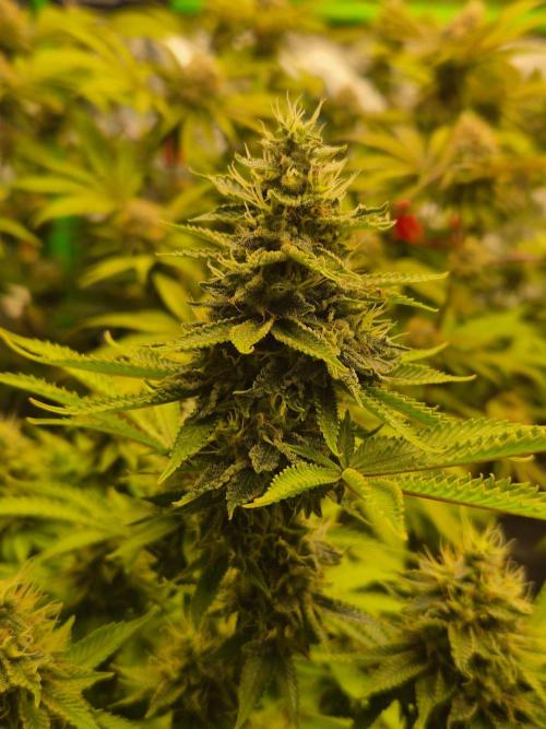Geist Grow – Geist Grow OG S1. Week 14