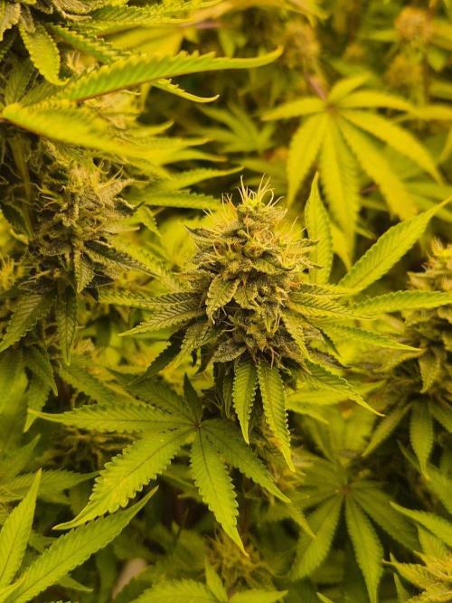 Geist Grow – Geist Grow OG S1. Week 14