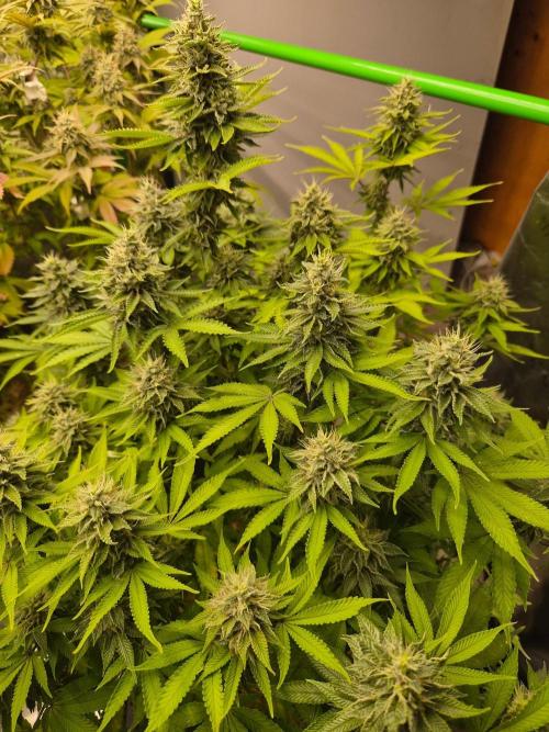 Geist Grow – Geist Grow OG S1. Week 14