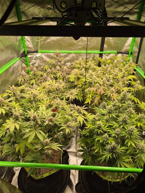 Zoapz 34 - HnnyHmp. Week 14
