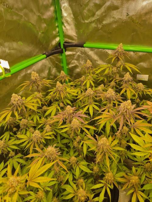 Zoapz 34 - HnnyHmp. Week 14
