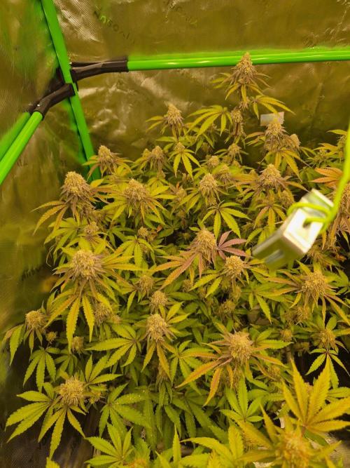 Zoapz 34 - HnnyHmp. Week 14