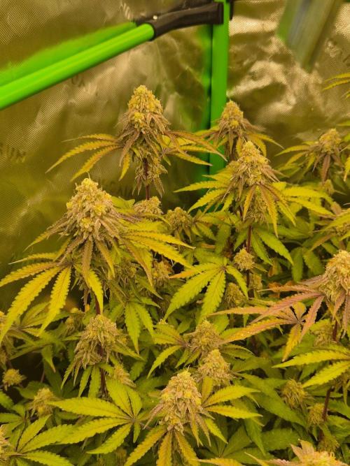 Zoapz 34 - HnnyHmp. Week 14