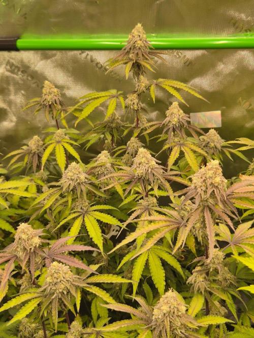 Zoapz 34 - HnnyHmp. Week 14