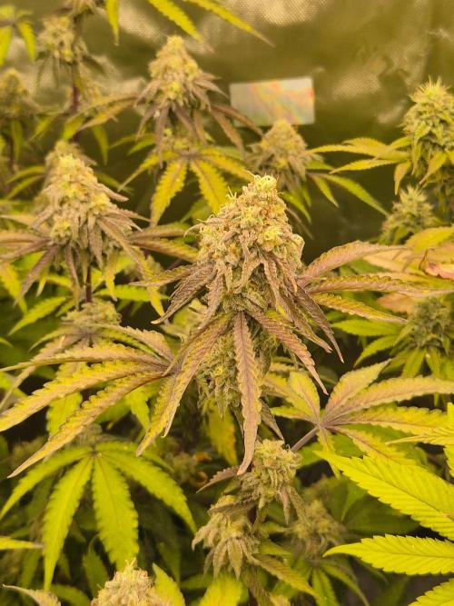 Zoapz 34 - HnnyHmp. Week 14