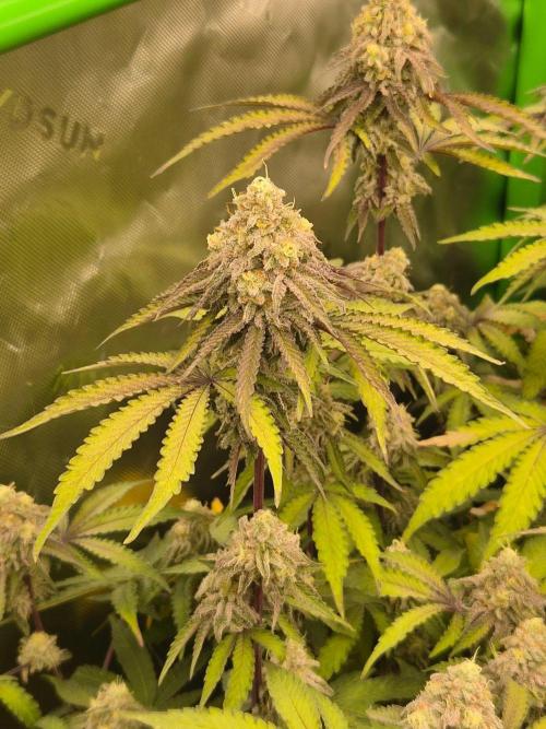 Zoapz 34 - HnnyHmp. Week 14