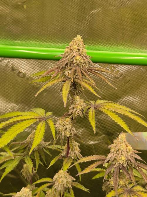 Zoapz 34 - HnnyHmp. Week 14