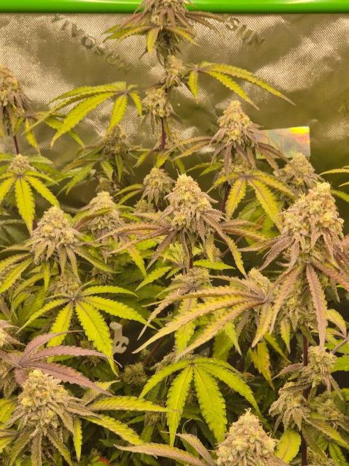 Zoapz 34 - HnnyHmp. Week 14