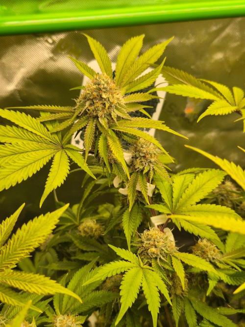 Gas Gimlet - Wizard Trees #3. Week 14