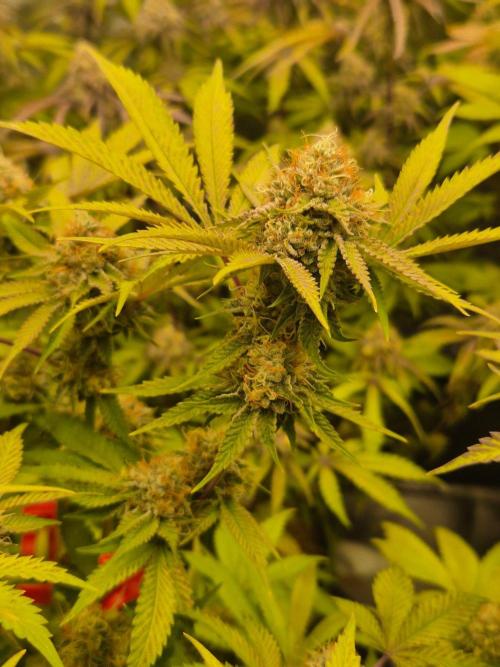 Gas Gimlet - Wizard Trees #3. Week 14