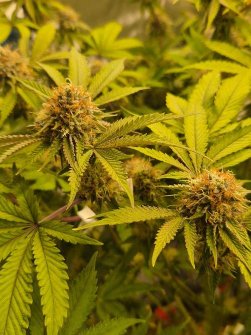 Gas Gimlet - Wizard Trees #3. Week 14