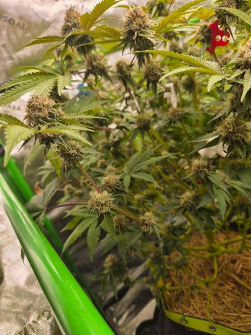 Gas Gimlet - Wizard Trees #3. Week 14