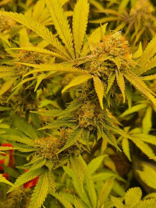 Gas Gimlet - Wizard Trees #3. Week 14
