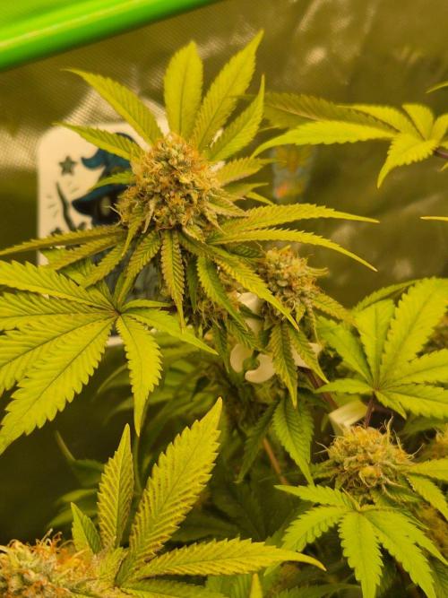 Gas Gimlet - Wizard Trees #3. Week 14