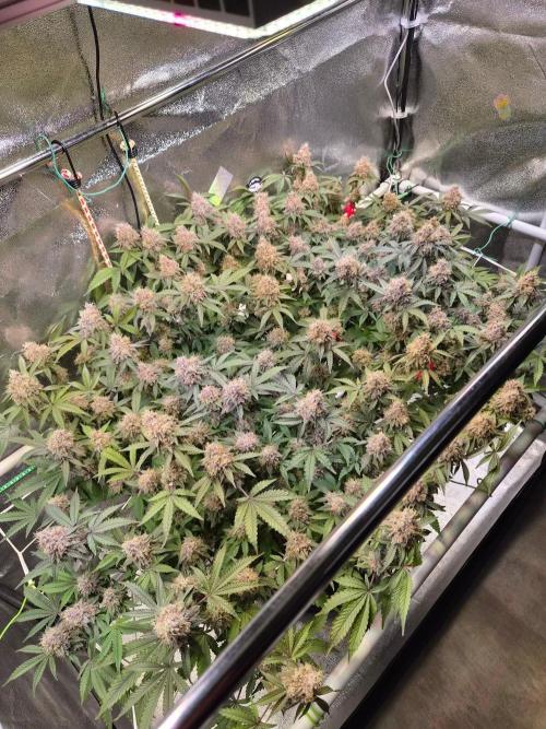 Slushberry Mintz - Outdoor vs Indoor. Week 20