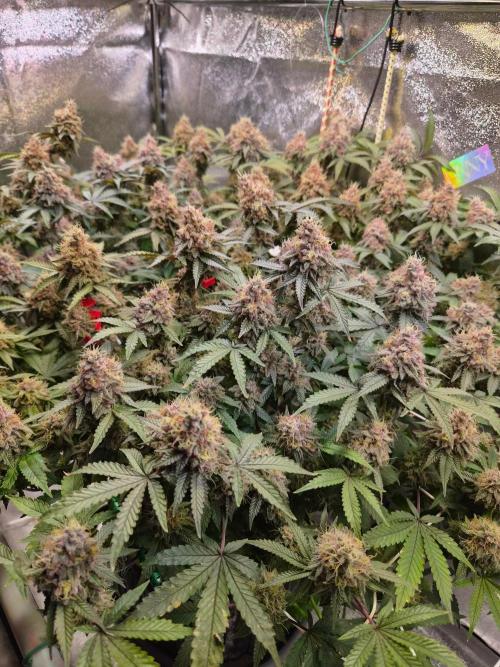 Slushberry Mintz - Outdoor vs Indoor. Week 20