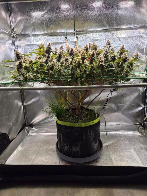 Slushberry Mintz - Outdoor vs Indoor. Week 20