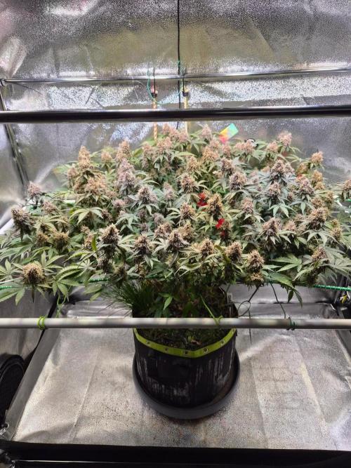 Slushberry Mintz - Outdoor vs Indoor. Week 20