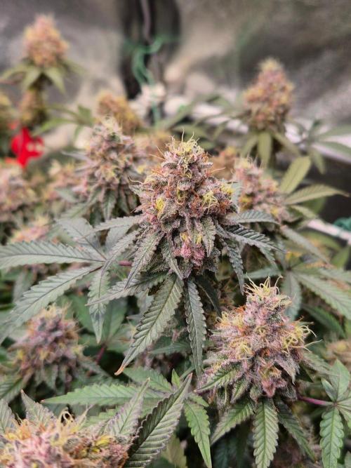 Slushberry Mintz - Outdoor vs Indoor. Week 20