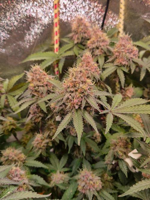 Slushberry Mintz - Outdoor vs Indoor. Week 20