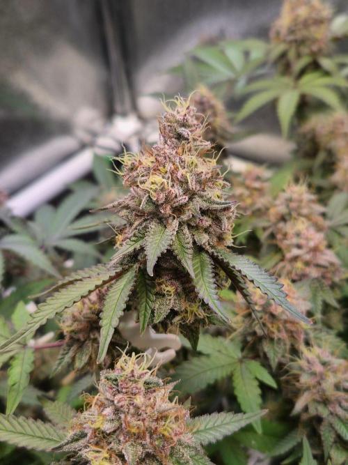 Slushberry Mintz - Outdoor vs Indoor. Week 20