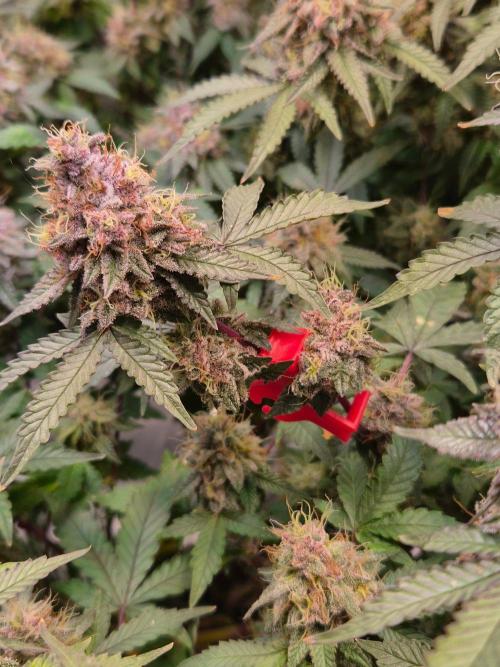 Slushberry Mintz - Outdoor vs Indoor. Week 20